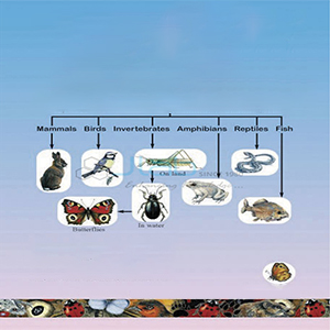 Animals CD Rom